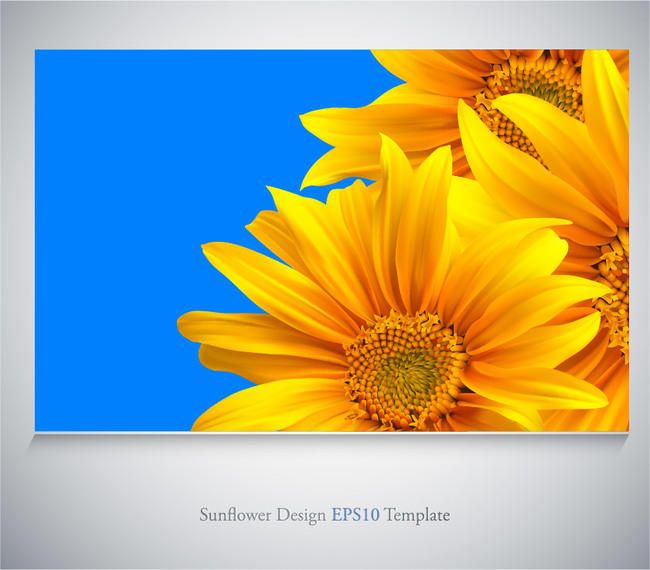 Girasoles realistas sobre fondo azul Girasoles realistas sobre fondo azul
